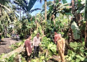 Sebuah pohon tumbang menutup akses jalan penghubung antara Desa Sea dan Desa Sea Mitra, Kecamatan Pineleng. Kejadian ini terjadi akibat cuaca ekstrim, berupa hujan lebat disertai angin kencang yang melanda wilayah tersebut pada subuh hari Selasa, 11 Februari 2025, sekitar pukul 08.30 WITA.