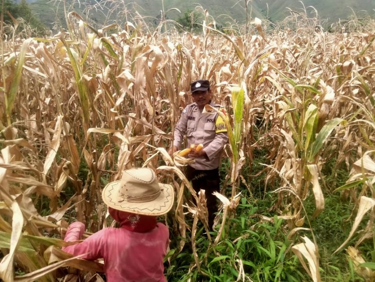 AIPDA Asa Melki Hutabarat personel dari Polsek Palipi, terus menunjukkan dedikasi dalam mendampingi masyarakat desa binannnya. Pada hari Jumat (14/2/2025), ia terlihat membantu warga Desa Sigaol Simbolon, Kecamatan Palipi, Kabupaten Samosir, memanen jagung di ladang mereka