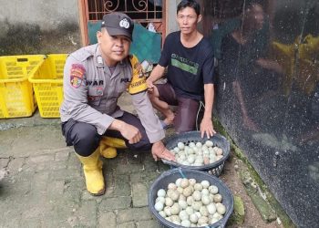 Bhabinkamtibmas Polsek Indralaya Bripka Iduwar melaksanakan kegiatan monitoring dan pemeliharaan ternak bebek petelur serta budidaya ikan lele di Desa Sudi Mampir, Kecamatan Indralaya, Kabupaten Ogan Ilir, pada Sabtu (15/2/24).