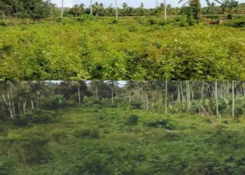 Lokasi Tanah di desa Ara bungong, Kabupaten Bireuen, Provinsi Aceh