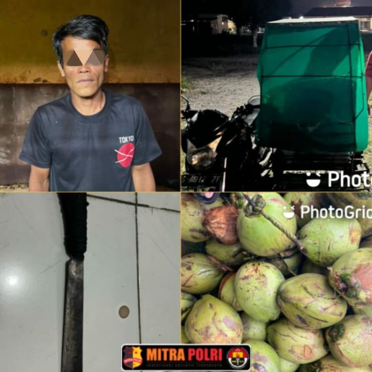 Seorang pria berinisial I (35), warga Desa Tanjung Sejaro, Kecamatan Indralaya, Kabupaten Ogan Ilir, harus berurusan dengan pihak kepolisian setelah tertangkap mencuri puluhan buah kelapa. Kini, pelaku telah diamankan dan meringkuk di sel tahanan Polsek Indralaya.