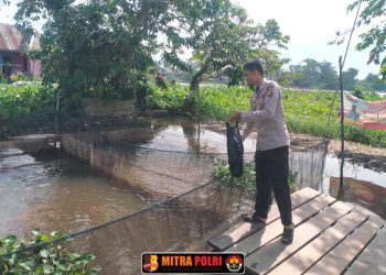 Polsek Pemulutan terus menunjukkan komitmennya melalui kegiatan budidaya ikan air tawar yang dilakukan secara rutin. Salah satu unggulan dari program ini adalah pemeliharaan ikan lele yang dibudidayakan di dua kolam milik Polsek.