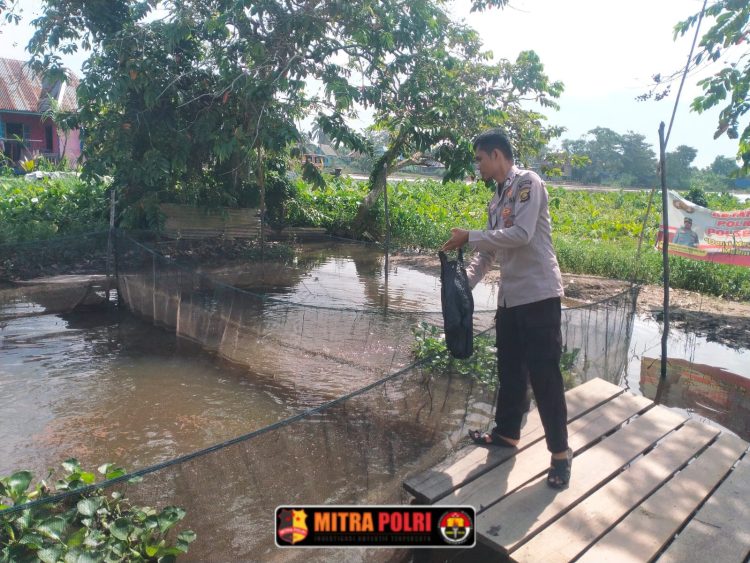 Polsek Pemulutan terus menunjukkan komitmennya melalui kegiatan budidaya ikan air tawar yang dilakukan secara rutin. Salah satu unggulan dari program ini adalah pemeliharaan ikan lele yang dibudidayakan di dua kolam milik Polsek.