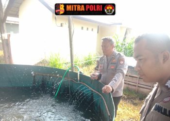 Polsek Indralaya melaksanakan kegiatan monitoring dan pengecekan kolam ikan serta tanaman jagung yang berada di lahan pekarangan Mapolsek Indralaya, pada Jumat (11/4/2025) pukul 08.35 WIB.