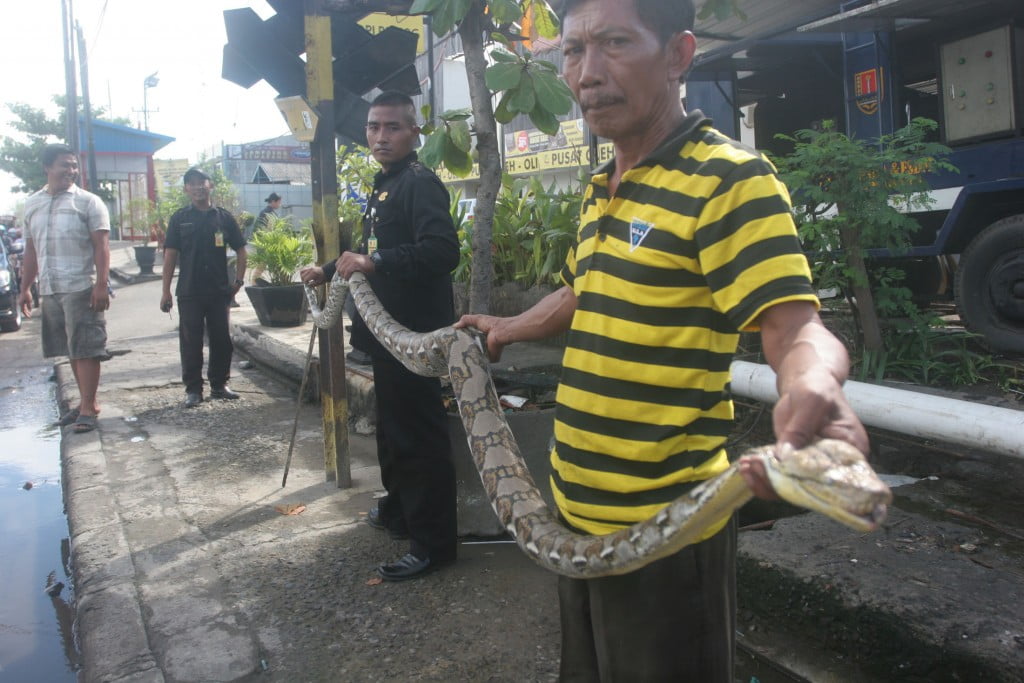 Ular Pyton Ini Tersedot Pompa Air Rob Kaligawe