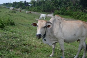 Ini Nasib Peternak Sapi Tradisional Grobogan