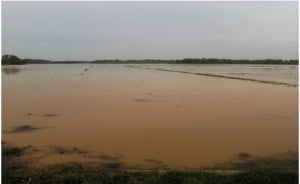 Puluhan Hektar Sawah Petani Cilacap Terendam