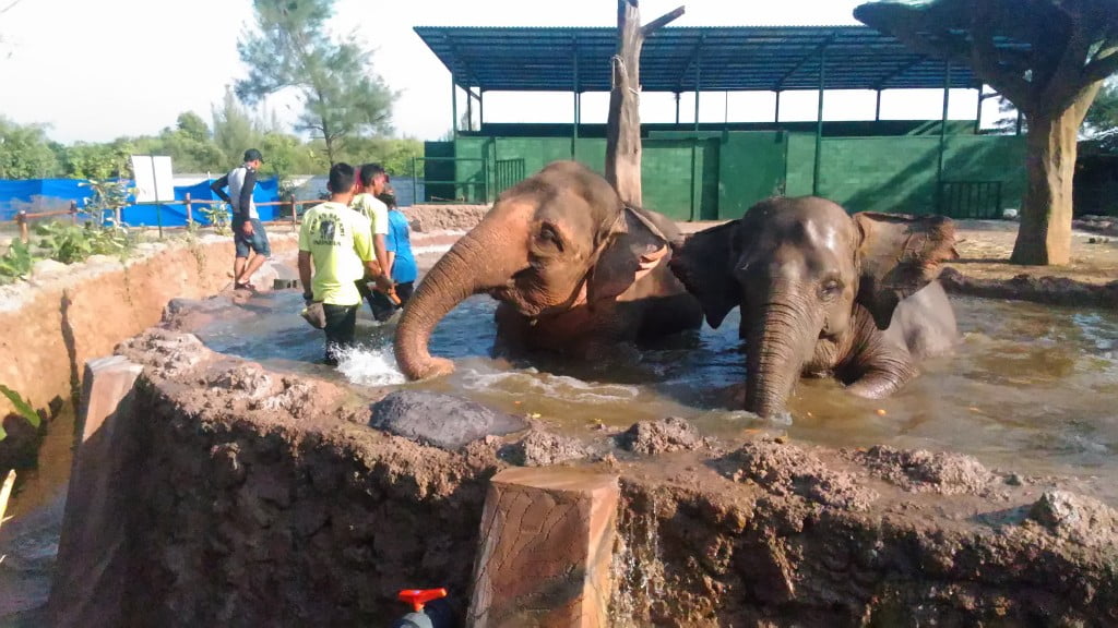 Tengok Dua Gajah Betina di Taman Safari Indonesia BDC Yuk