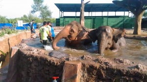 Tengok Dua Gajah Betina di Taman Safari Indonesia BDC Yuk