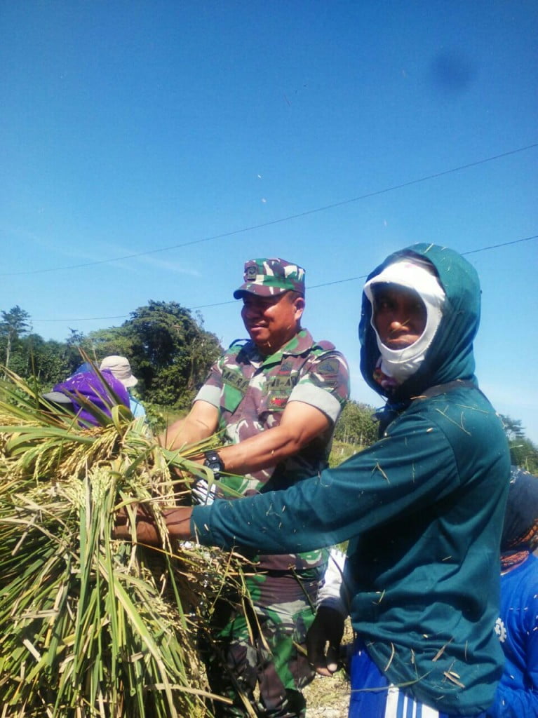 Babinsa Koramil 09/Ngaliyan Bantu Poktan Panen Padi