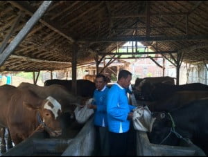 Bantu Pengembangan Peternak Sapi, PT Semen Indonesia Kucurkan Rp1,43 Miliar