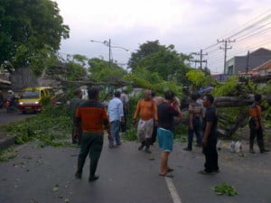 Pohon Tumbang Jalan Mangkang Ditutup Total
