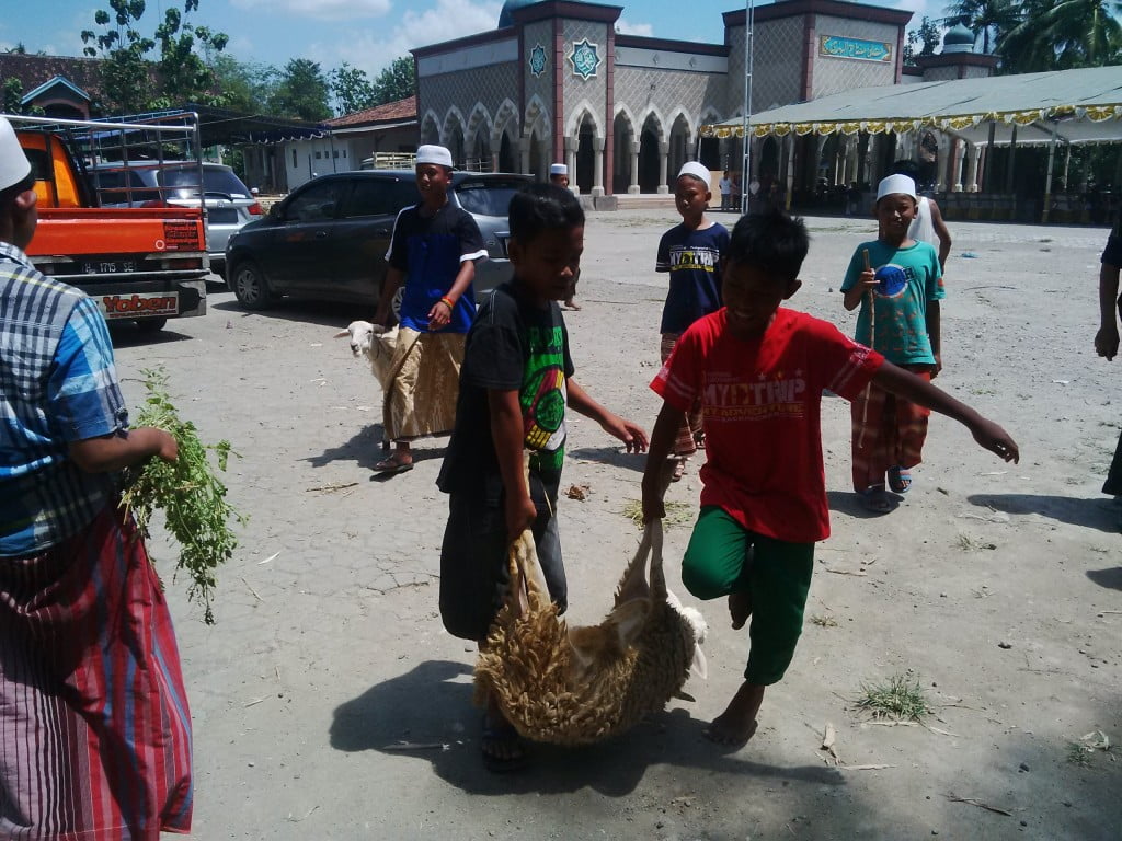 1.270 Hewan Kurban, Hari Ini Penyembelihan Kurban Tahap Dua di Ponpes Miftakhul Huda