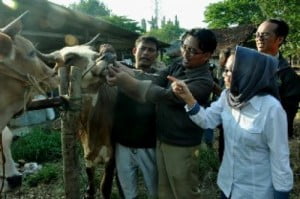 Persediaan Hewan Kurban Kabupaten Pekalongan Aman