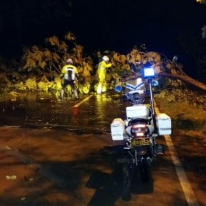 Hujan Disertai Angin Kencang, Satu Pohon Besar di Grobogan Tumbang
