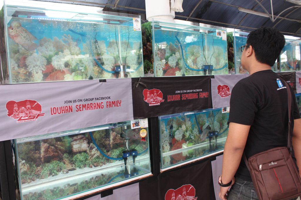 Angkat Kembali Ikan Louhan