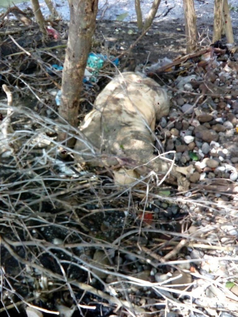 Ditemukan Mayat Mutilasi di Kawasan Tambak Trimulyo