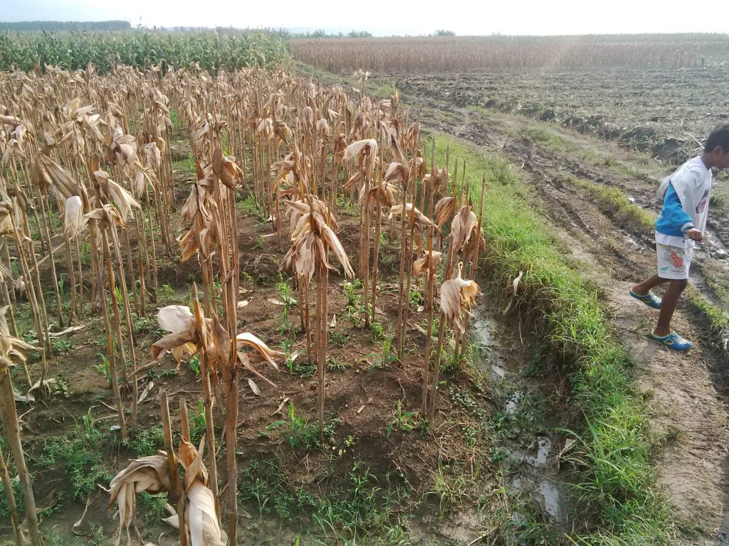 Diserang Bule, Jagung Banyak yang Rusak