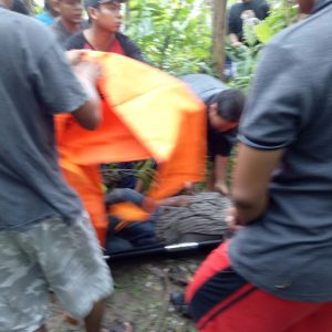 Penebang Pohon Mati Tertimpa Pohon