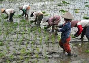 77,7% Petani di Jateng Masih Konvensional