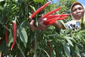 Pedasnya Harga Cabai Teror Petani Jawa Tengah