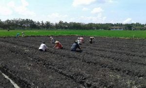 Petani Brambang Tanam 10 Hektar Sawah