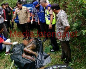 Mayat Membusuk Ditemukan di Hutan Pinus Karanggintung Banyumas