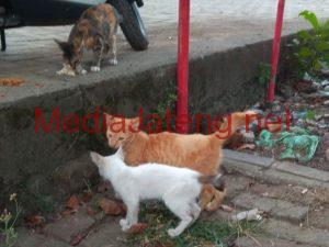 Kucing-kucing liar berkeliaran di Pasar Krapyak Semarang.