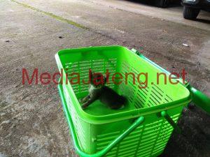 Salah satu kucing yang dirawat Dewi.