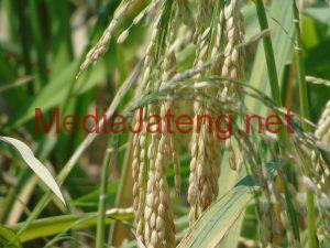 Padi Tangkai Panjang Kejutkan Petani Gubug