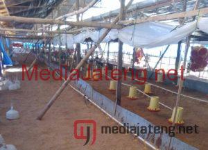 Peternak Bocorkan Penyebab Kenaikan Harga Daging Ayam