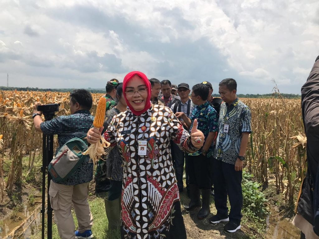 Impor Jagung Tidak Perlu Lagi, Asal ?
