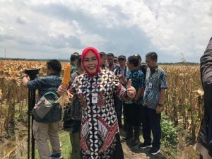 Impor Jagung Tidak Perlu Lagi, Asal ?