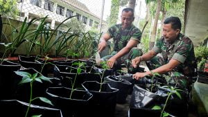 Semaian 2000 Bibit Cabai Hijaukan Pekarangan Warga