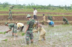 Si Denok, Hijaukan 3000 hektar Pertanian Kota Metro Politan