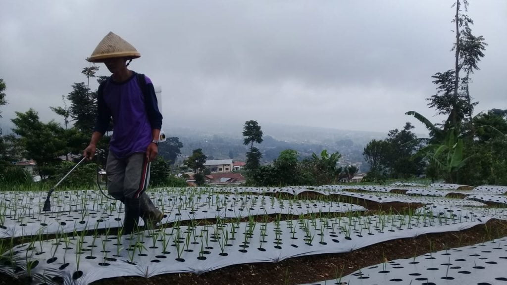 Bisa Rugikan Jokowi Jika Bulog Lakukan Impor Bawang Putih