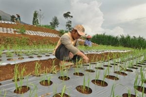 Mengistimewakan BUMN Untuk Impor Bawang Putih Ciptakan Rente Ekonomi