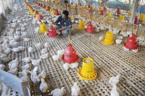 Gubernur Minta Dinas Temukan Persoalan Utama Anjloknya Harga