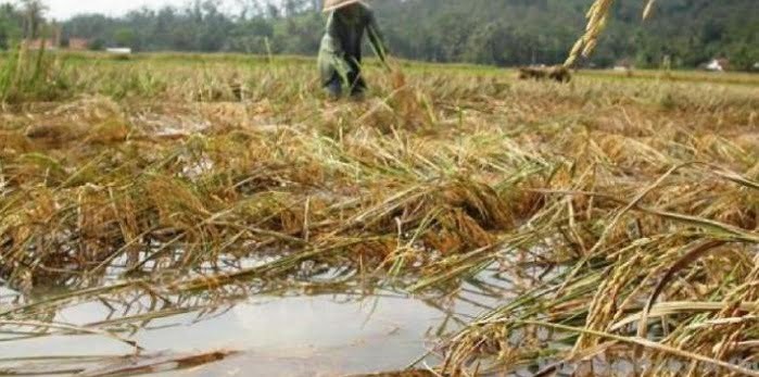 Kurang Berpihak Pada Semua Petani, Bantuan Kementan Dipertanyakan