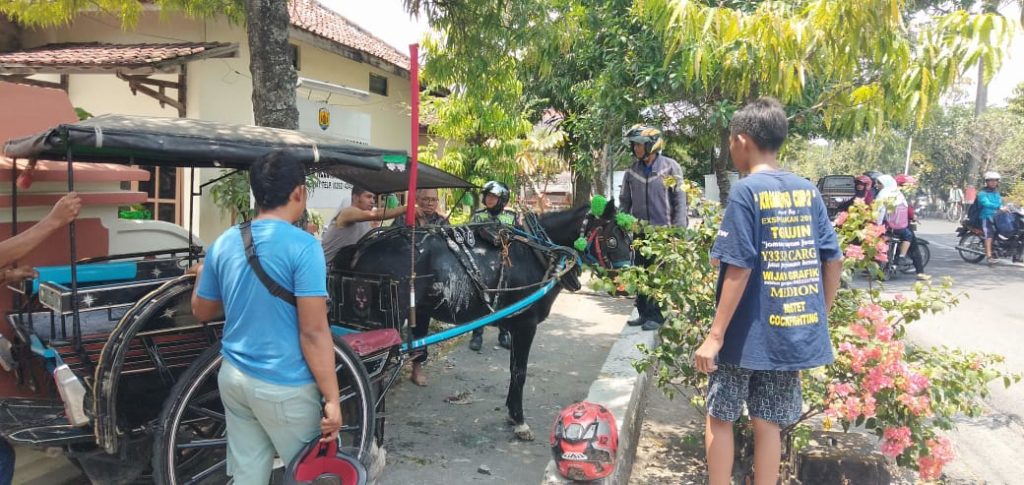 Kuda Ngamuk, Dokar Melaju Liar Tanpa Kendali