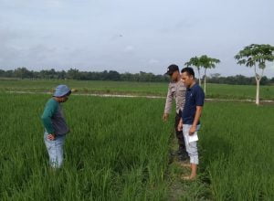 Jebakan Tikus Beraliran Listrik Kembali Memakan Korban