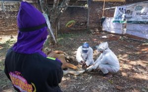 Idul Adha Di Era New Normal, Global Qurban Patuhi Protokol Kesehatan