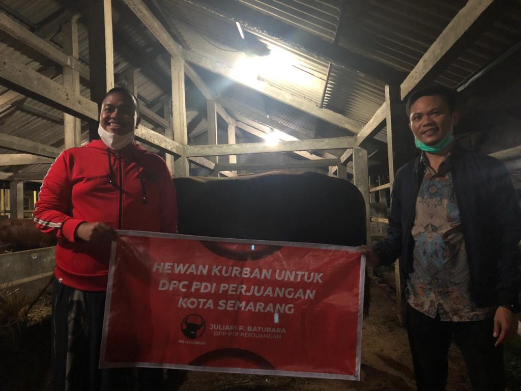 Juliari P Batubara Sumbang Sapi Kurban Untuk Empat DPC PDI Perjuangan