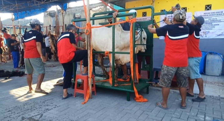 Agar Sapi Tidak Stress, Panitia Qurban Di Semarang Ini Ciptakan Alat Khusus