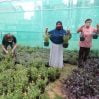 Ratusan Warga Bambankerep Dapat Pelatihan Urban Farming