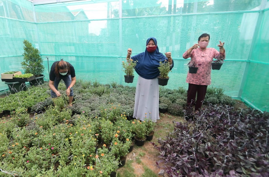 Ratusan Warga Bambankerep Dapat Pelatihan Urban Farming