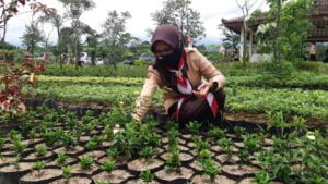 Pembina Putri Banyumas Berlatih  Budidaya Tanaman Hias