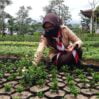 Pembina Putri Banyumas Berlatih Budidaya Tanaman Hias