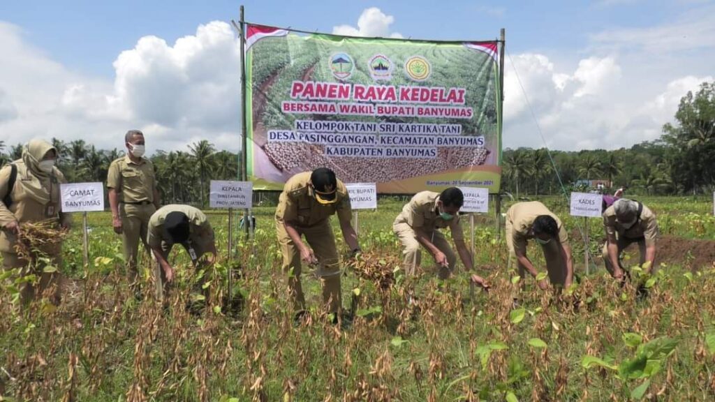 Wabup Sadewo Panen Raya Kedelai di Desa Pasinggangan Banyumas