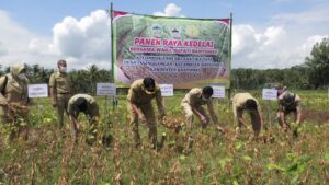 Wabup Sadewo Panen Raya Kedelai di Desa Pasinggangan Banyumas